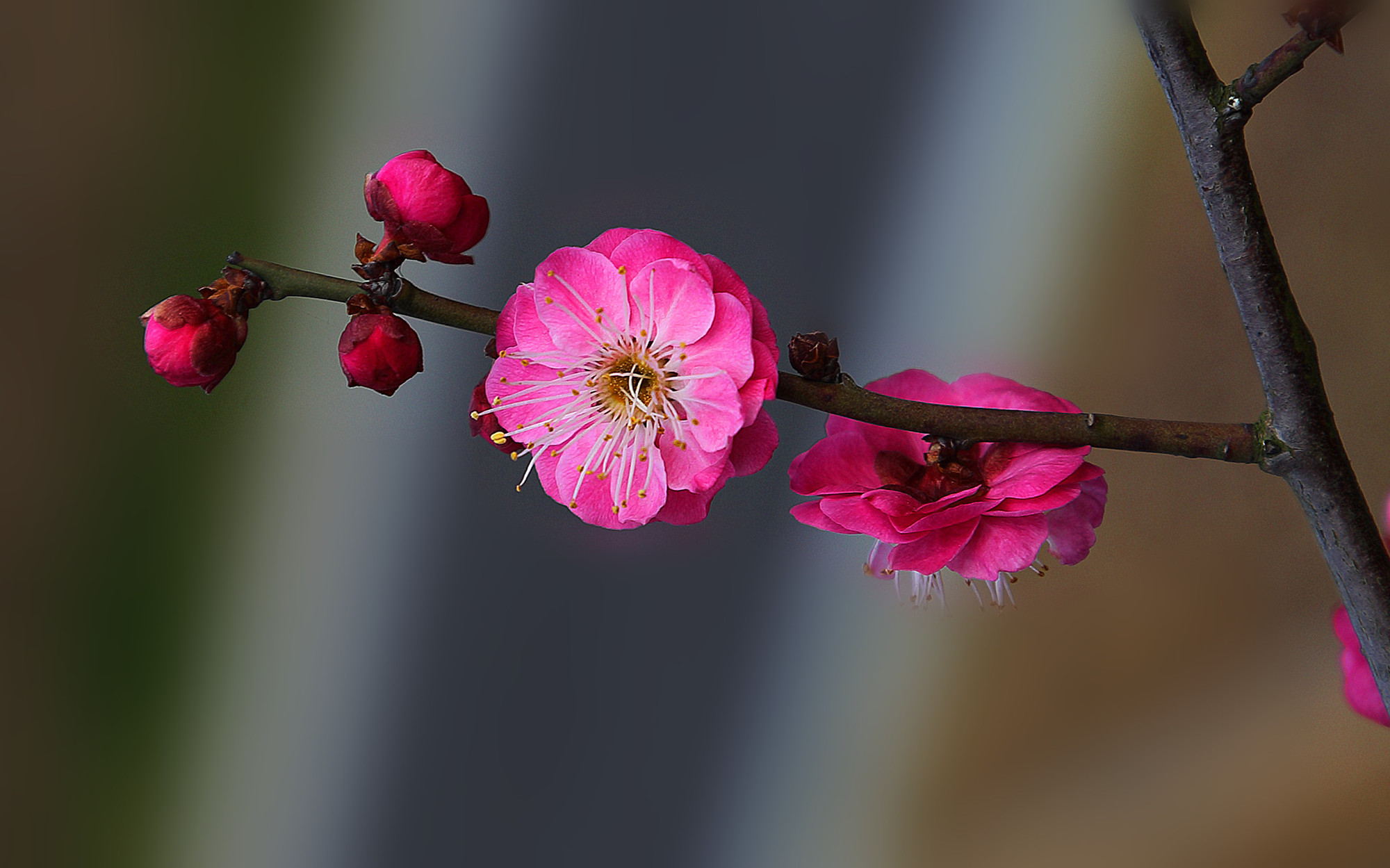 折枝花卉